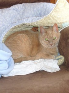 Lizzie laying in Tyler's baby quilt