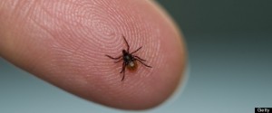 r-LYME-DISEASE-large570