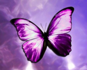 purple-butterfly-1