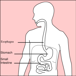 255px-stomach_diagram-svg